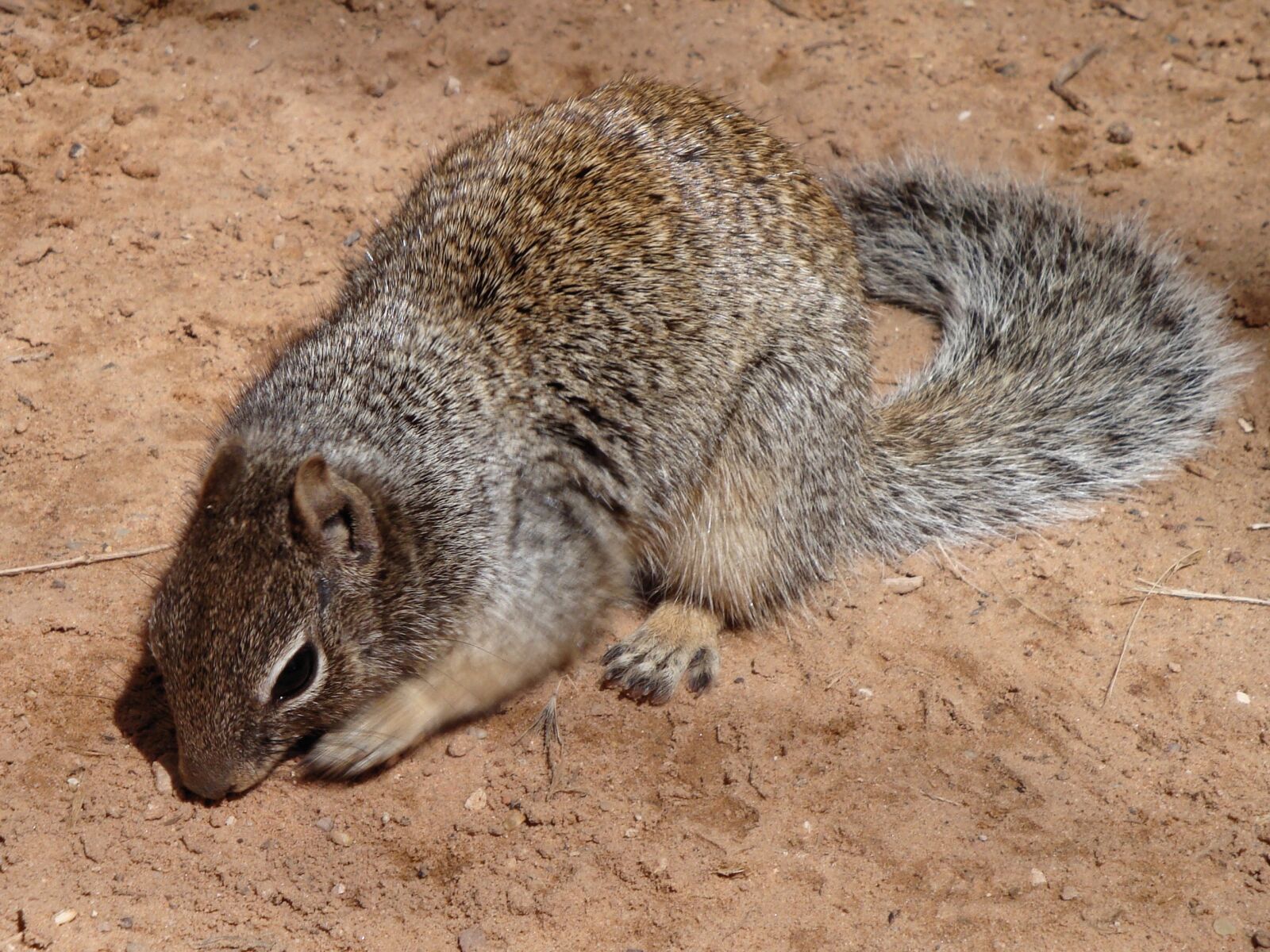 Sony Cyber-shot DSC-W150 sample photo. Squirrel, animal, ground squirrel photography