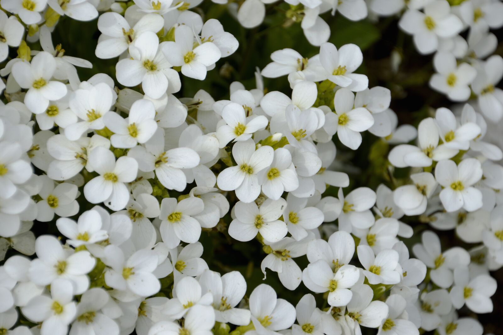Nikon D3200 sample photo. Flowers, perennial, sweet alysse photography
