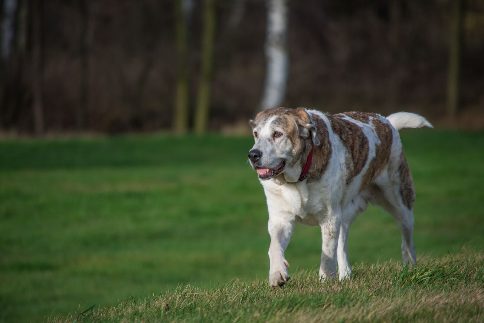 Nikon D7200 sample photo. Dog, grass, animal photography