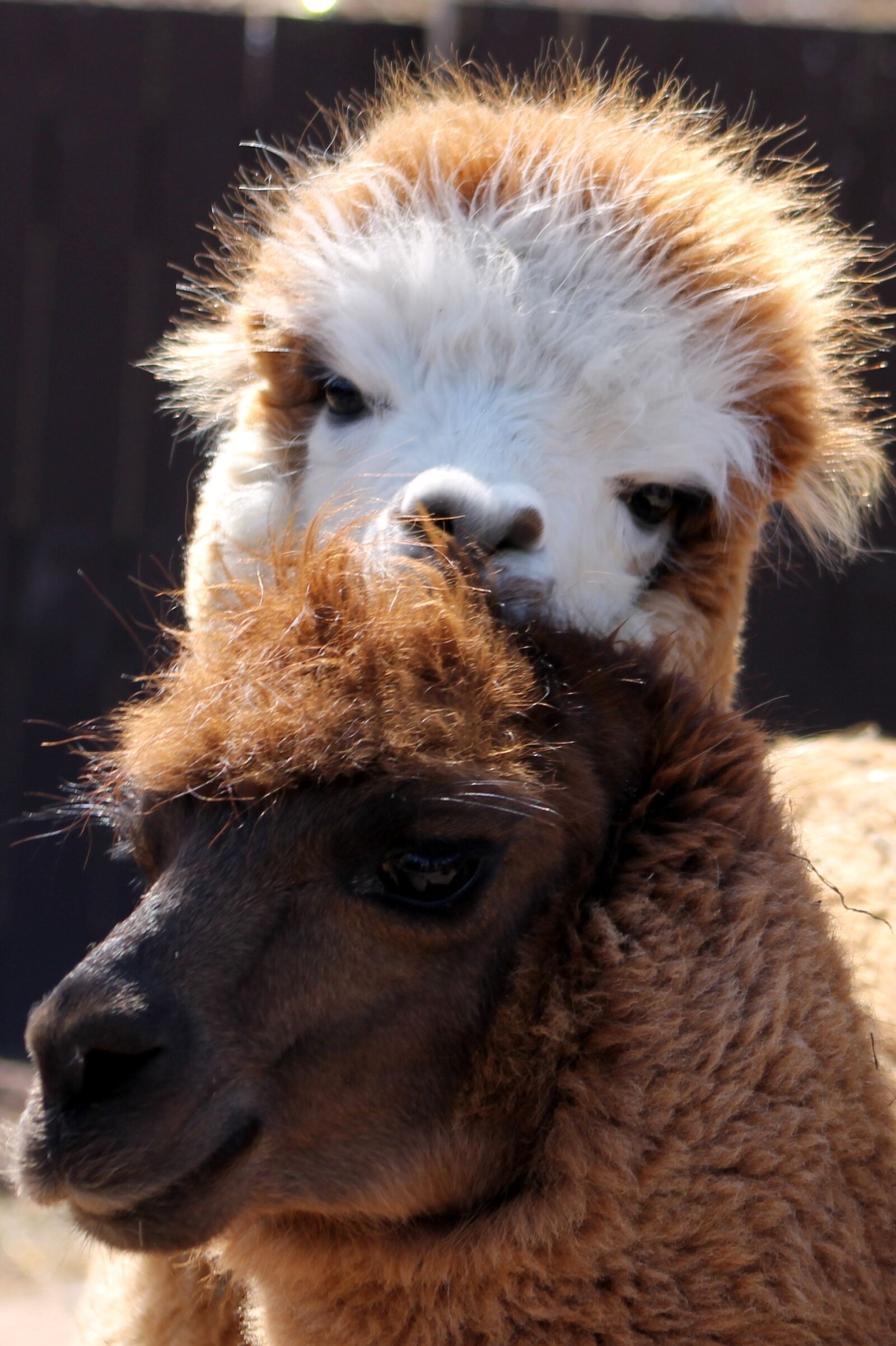 Canon EF 75-300mm f/4-5.6 sample photo. Llama, zoo, animal photography