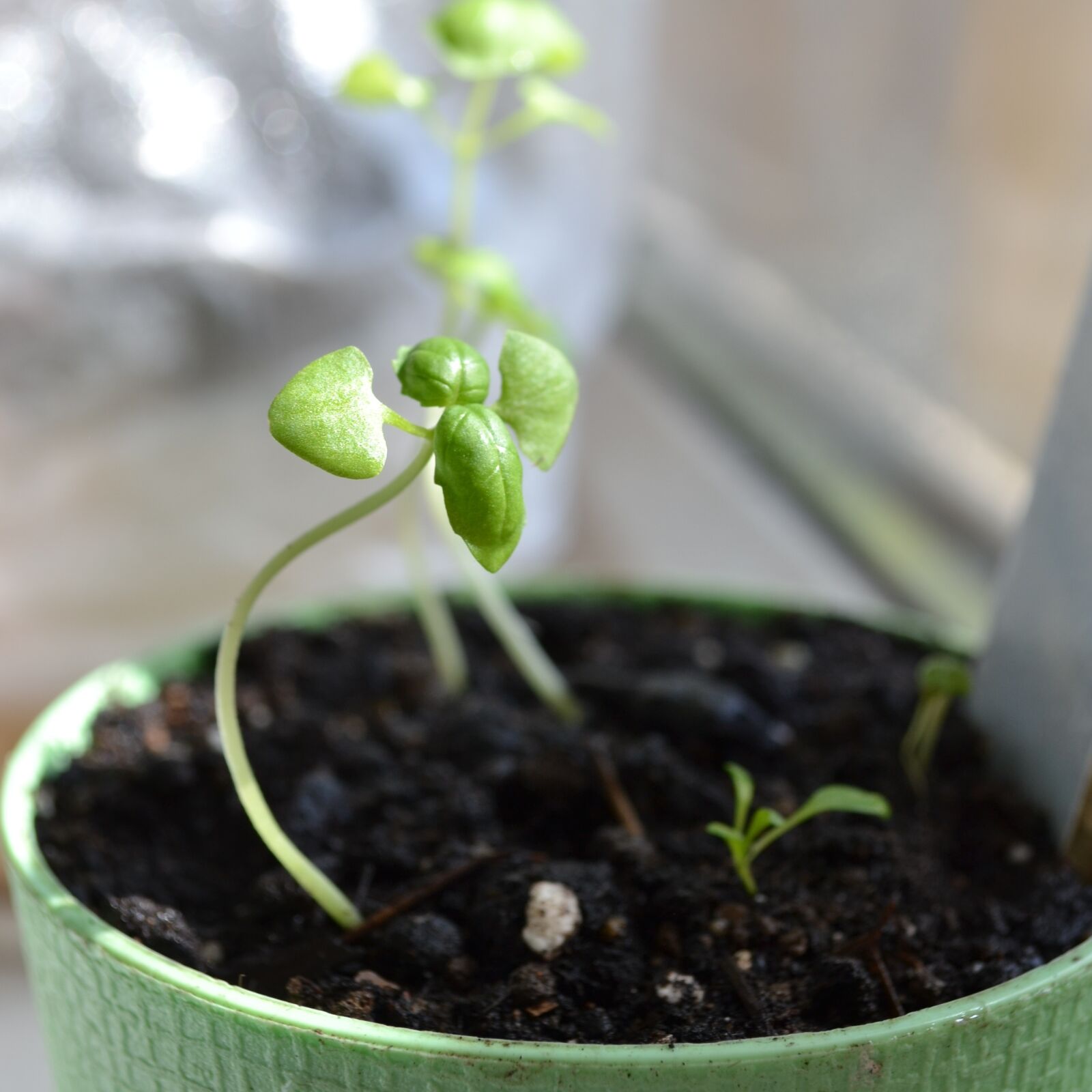 Nikon D3100 sample photo. Basil, greens, land photography