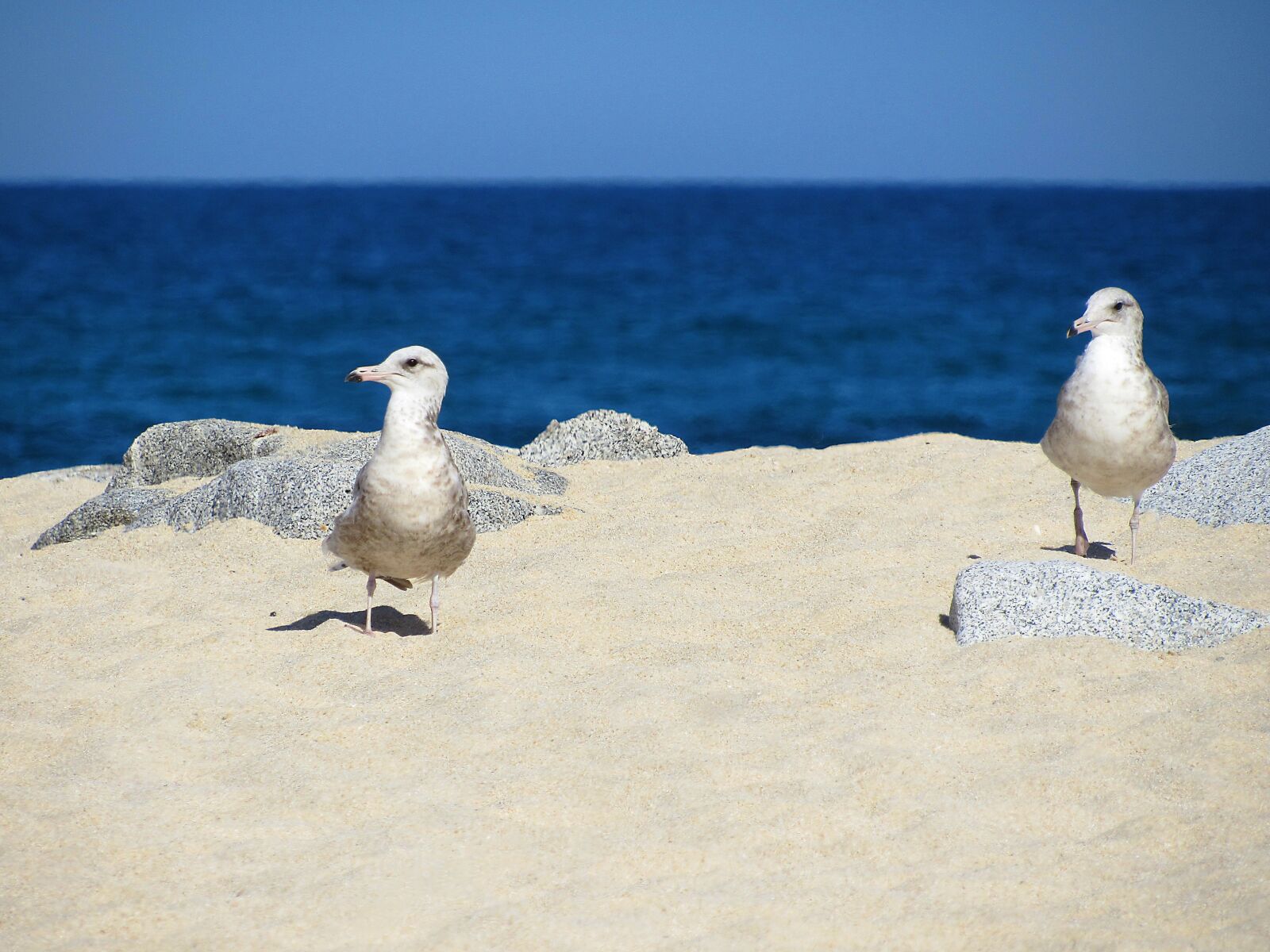 Canon PowerShot SX530 HS sample photo. Seagull, seagulls photography