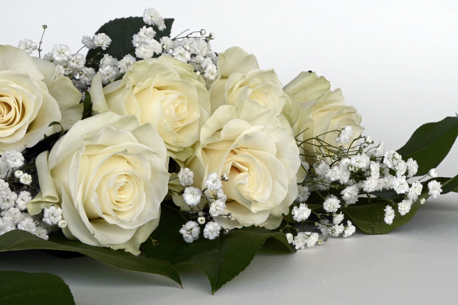 Nikon D7100 sample photo. Roses, rose flower, flowers photography