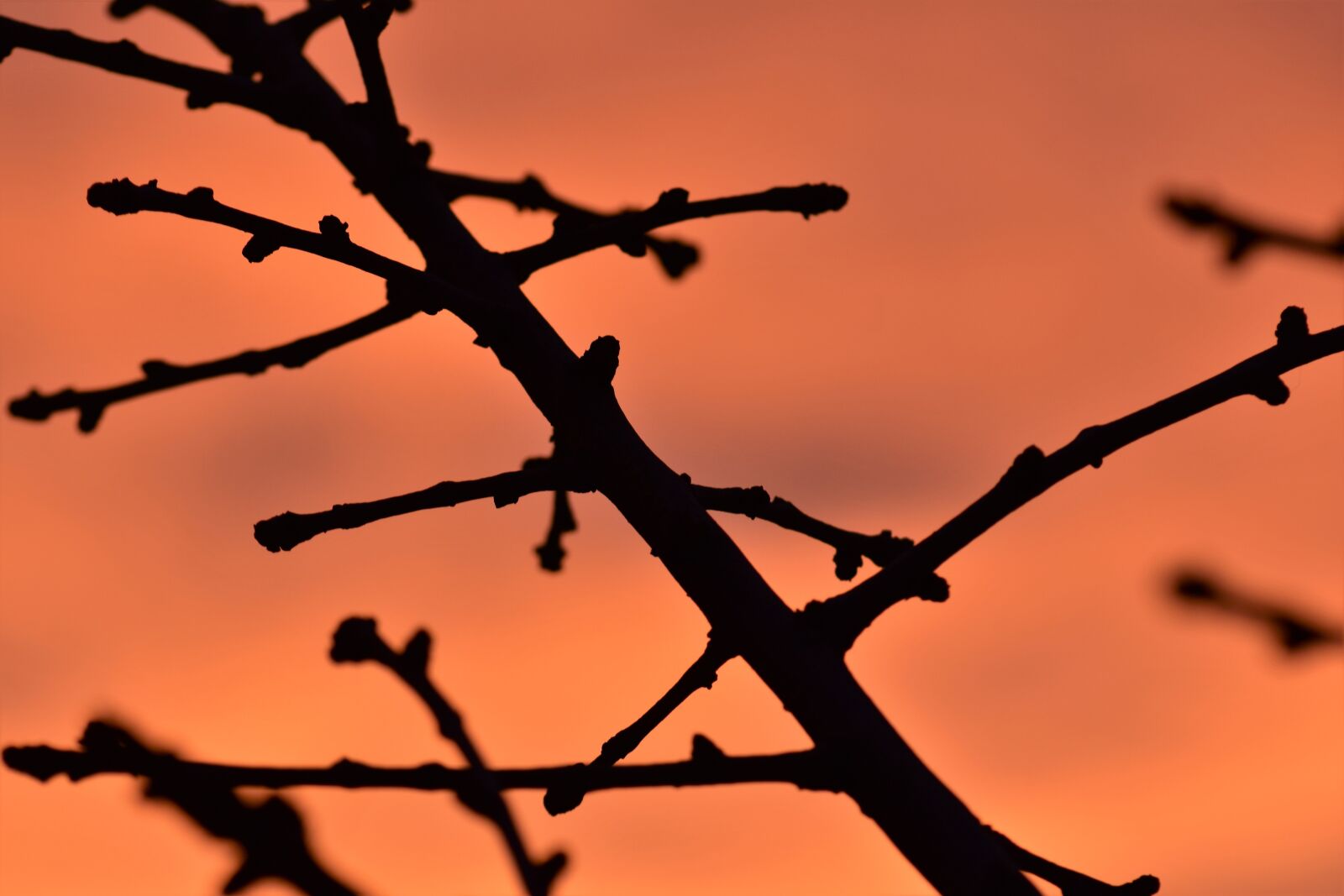 Nikon D5500 sample photo. Branch, backlighting, mood photography