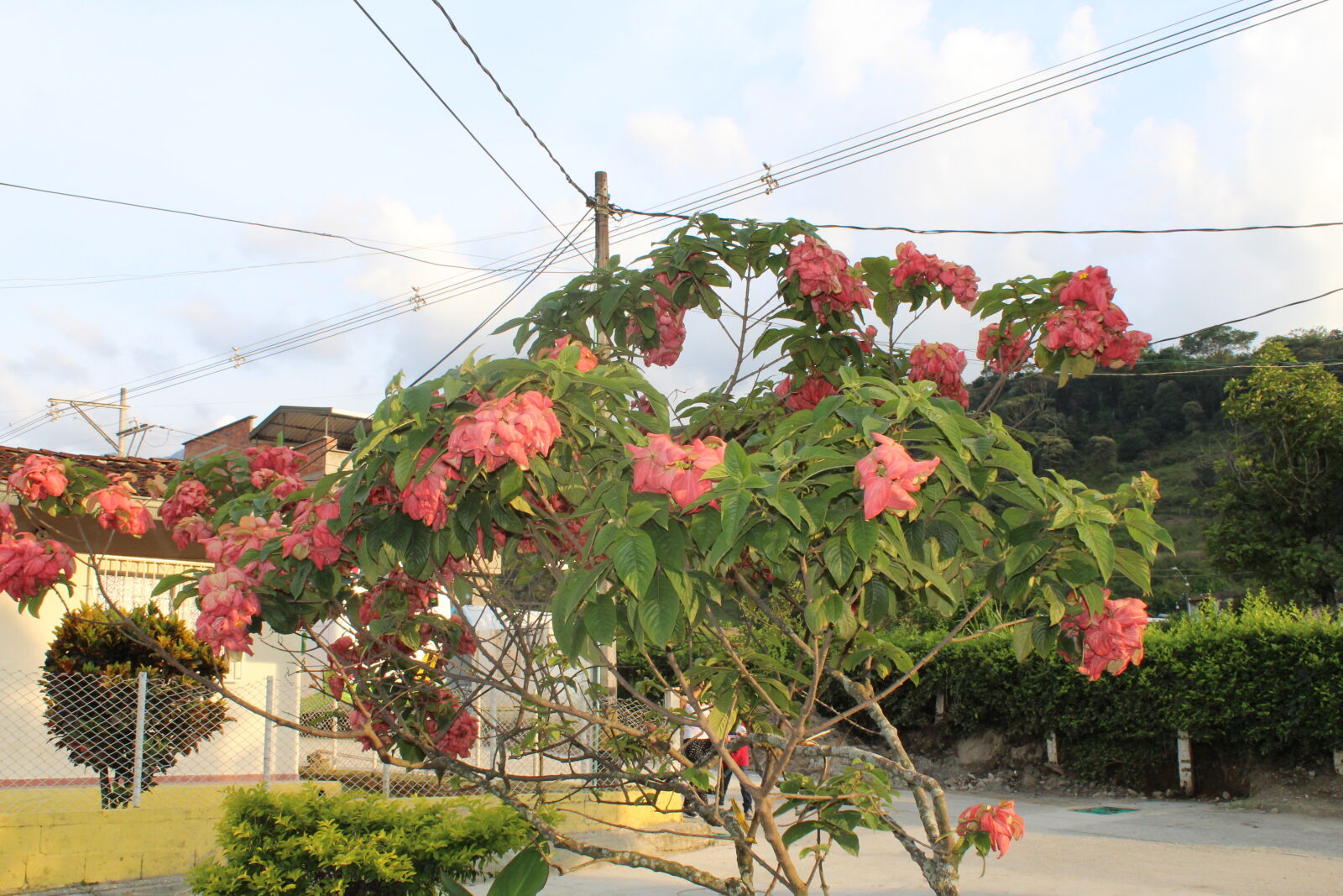 Canon EOS 1300D (EOS Rebel T6 / EOS Kiss X80) sample photo