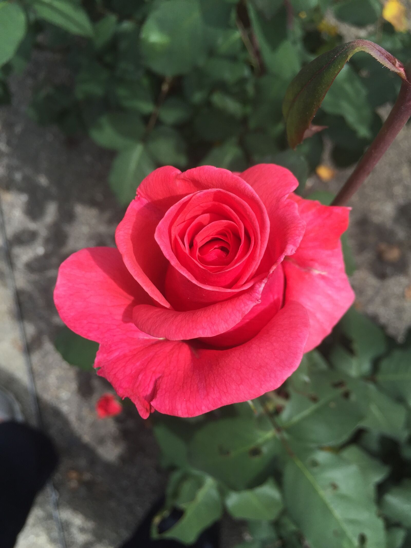 iPhone 6 Plus back camera 4.15mm f/2.2 sample photo. Rose, garden, nature photography
