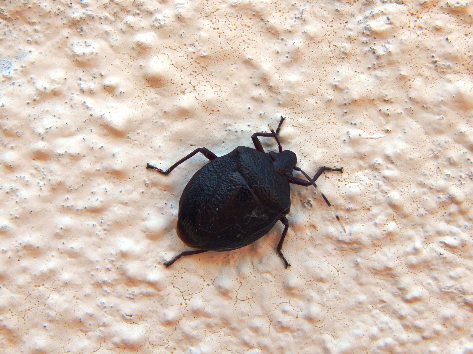 Nikon Coolpix L830 sample photo. Bug, insect, maria-stinky photography