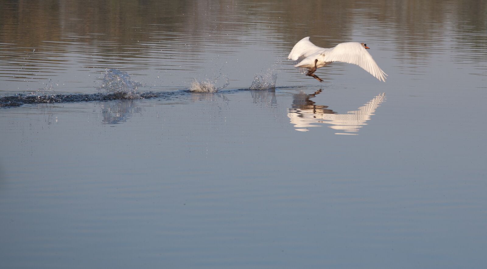 Canon EOS 5D Mark II sample photo. Swan running on water photography