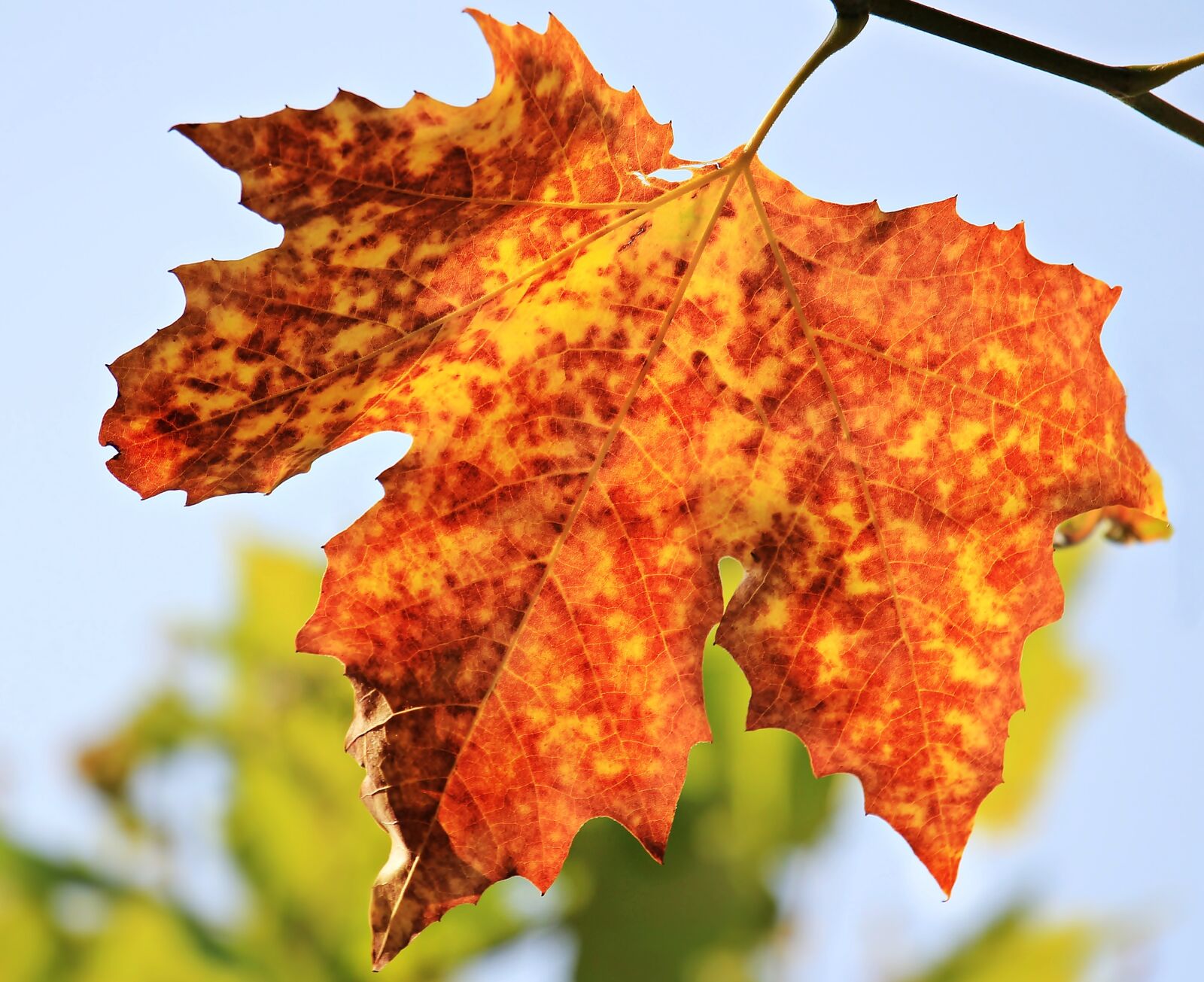Canon EOS 550D (EOS Rebel T2i / EOS Kiss X4) sample photo. Autumn, autumn leaf, leaves photography