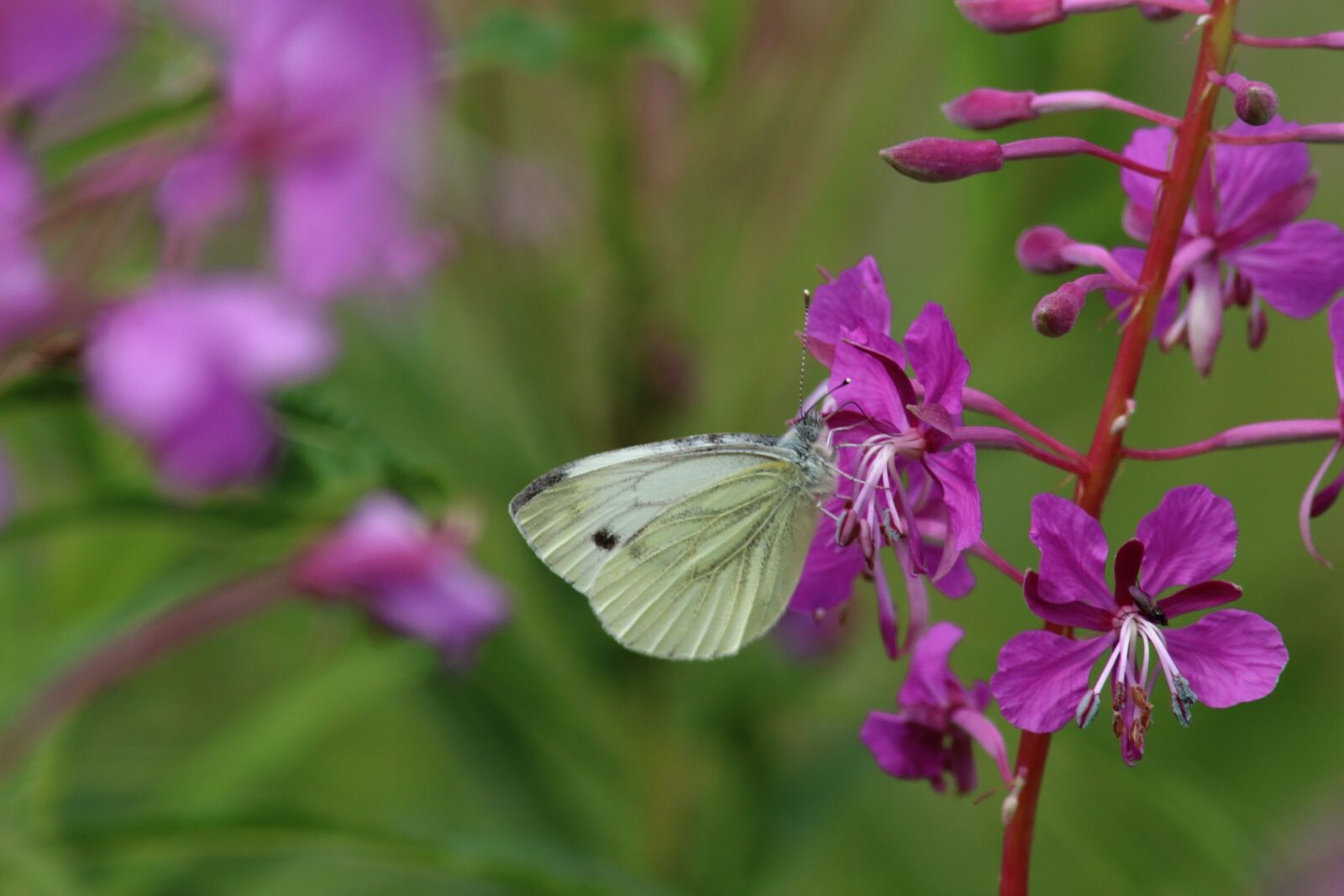 Canon EOS 1200D (EOS Rebel T5 / EOS Kiss X70 / EOS Hi) sample photo. Nature, flower, plant photography