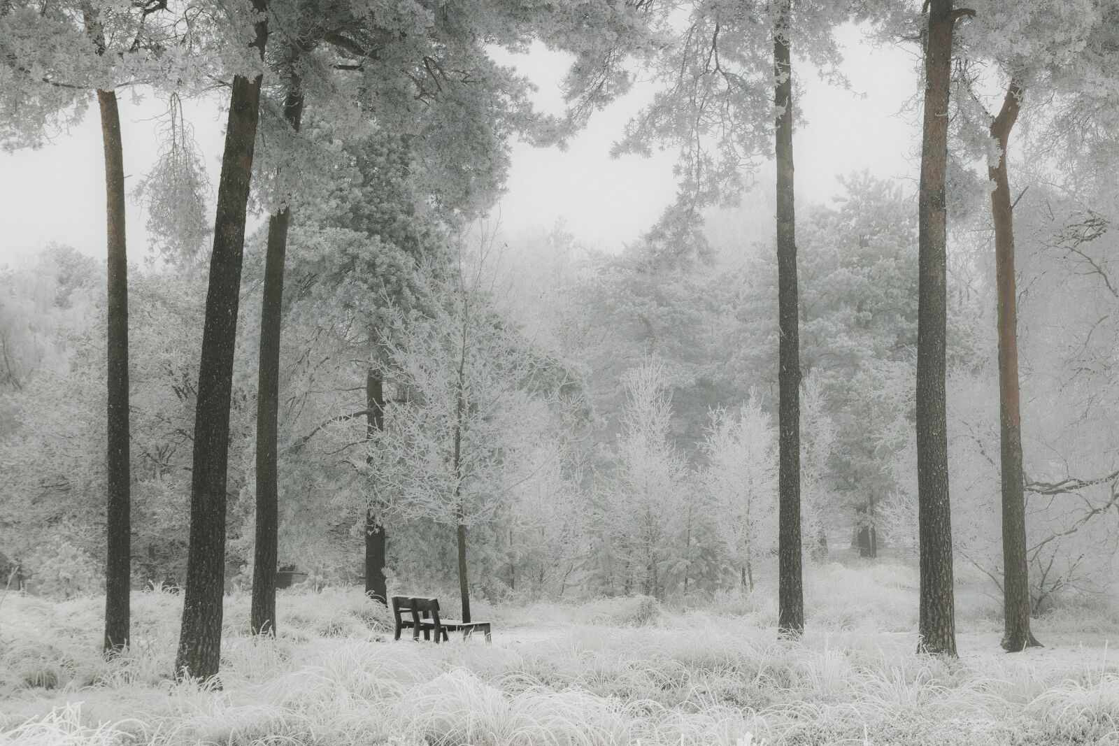 Canon EOS 80D sample photo. Winter, snow, forest photography