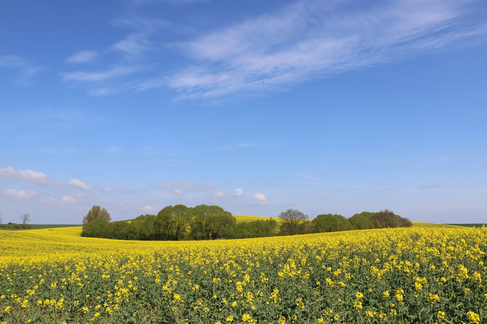 Canon EOS 70D sample photo. Landscape, trees, spring photography