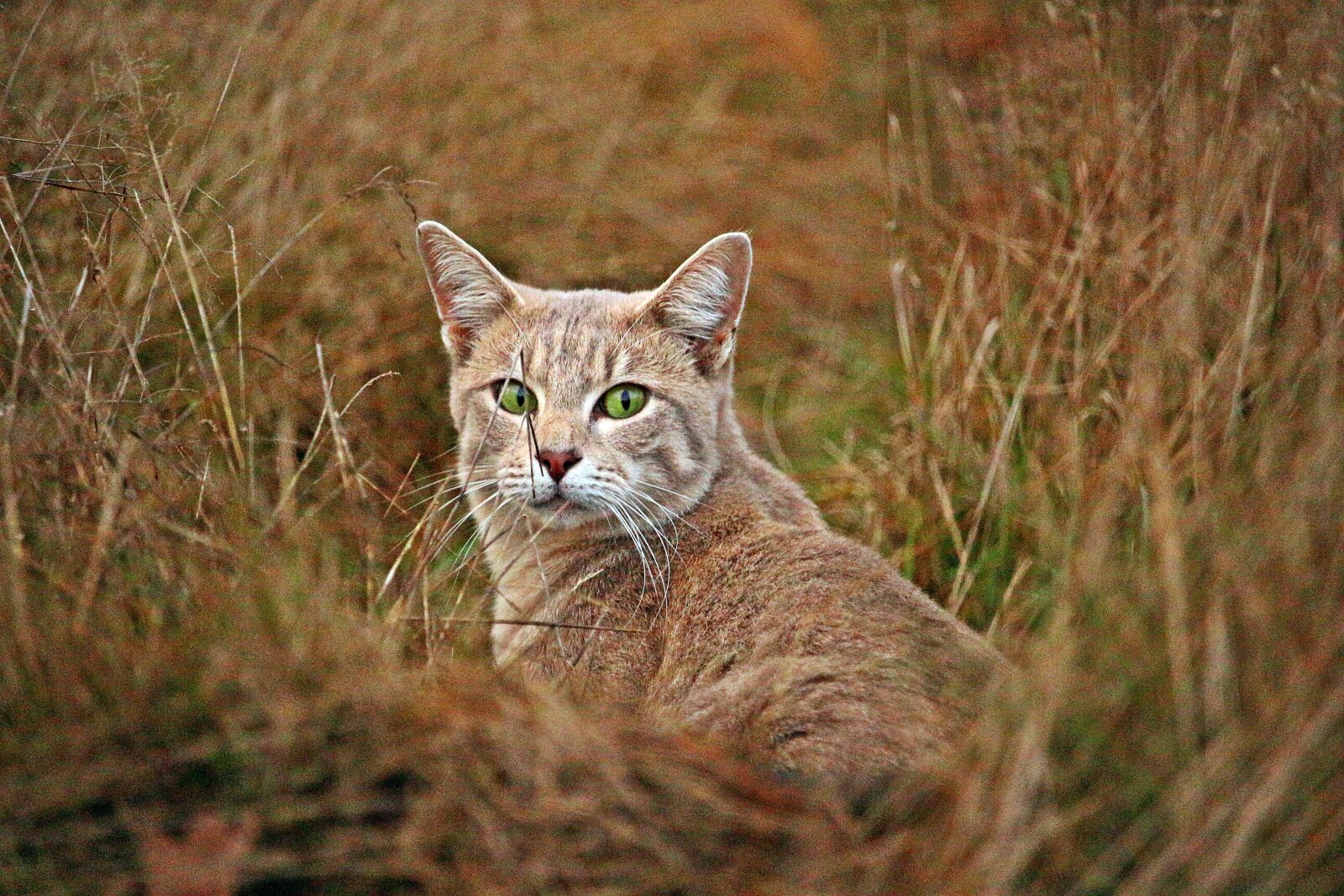 Canon EOS 100D (EOS Rebel SL1 / EOS Kiss X7) sample photo. Cat, mieze, mackerel photography