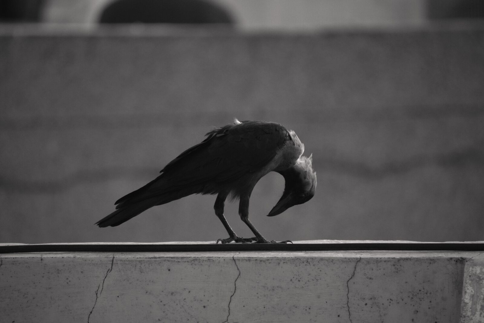 Nikon D5600 sample photo. House crow, bending neck photography