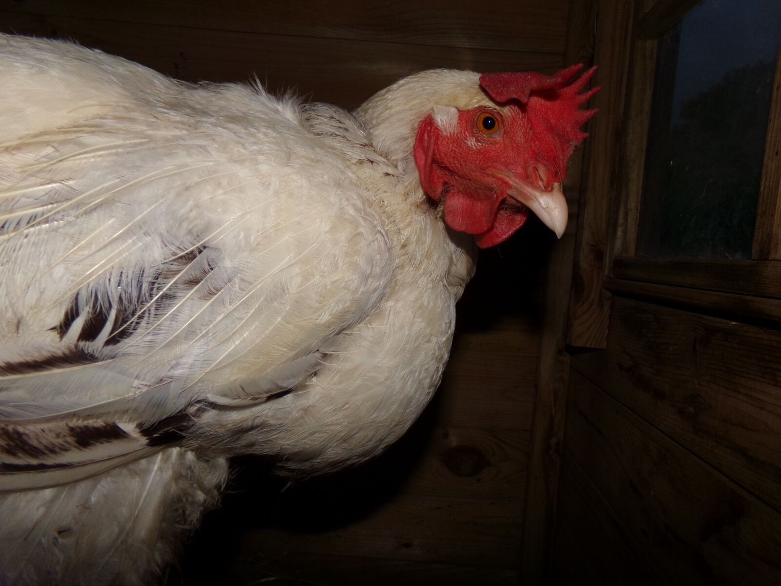 Kodak PIXPRO AZ251 sample photo. Hen sussex, white hen photography