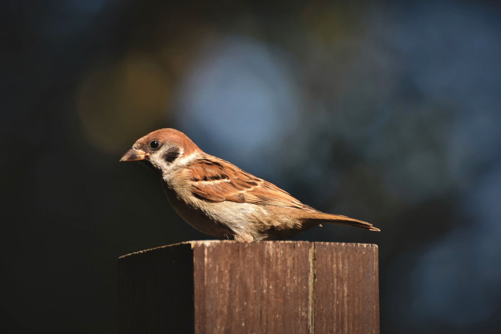 Nikon D7200 sample photo. Sparrow, sperling, bird photography