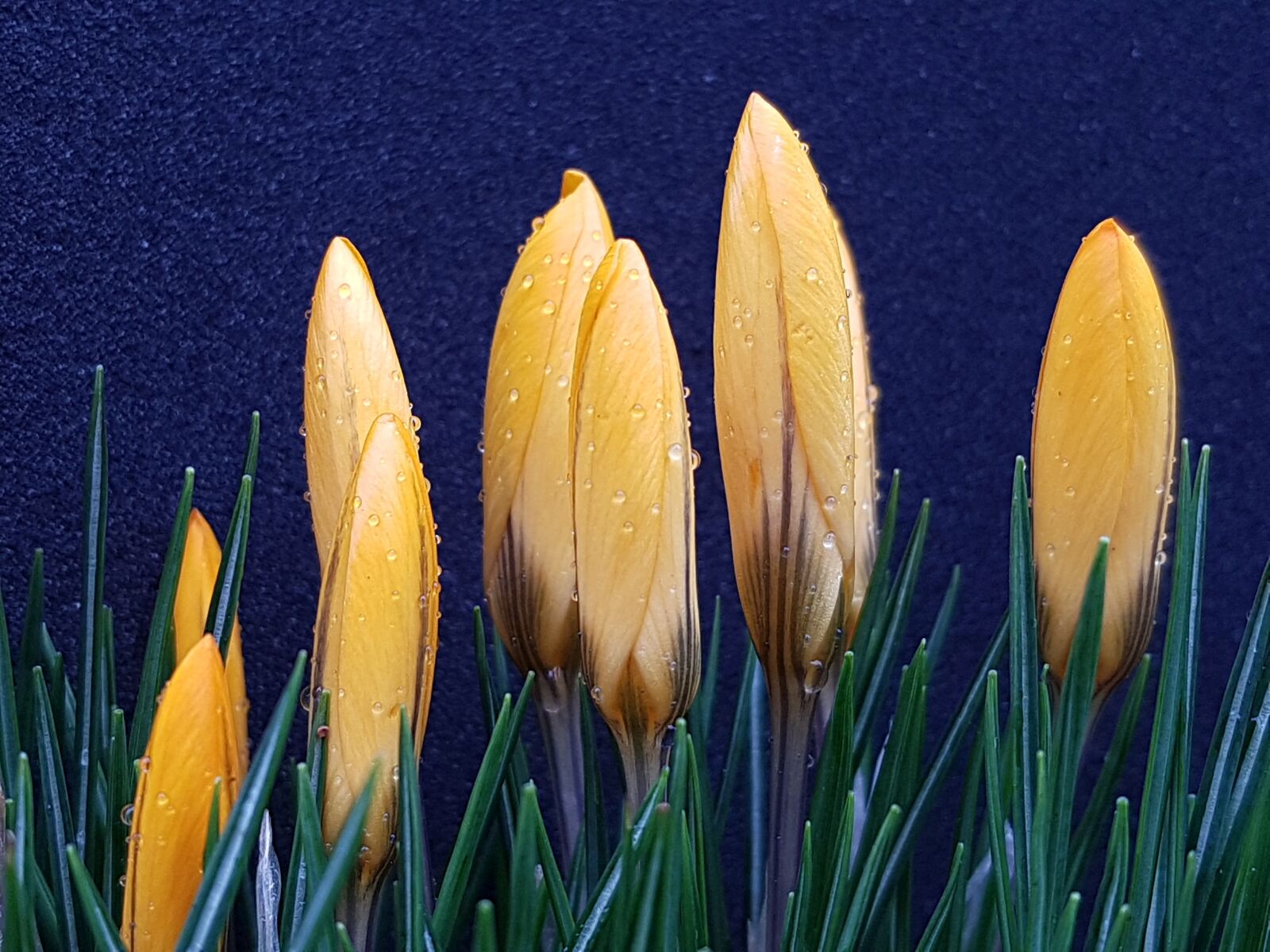 Samsung Galaxy S7 sample photo. Flowers, crocus, spring photography