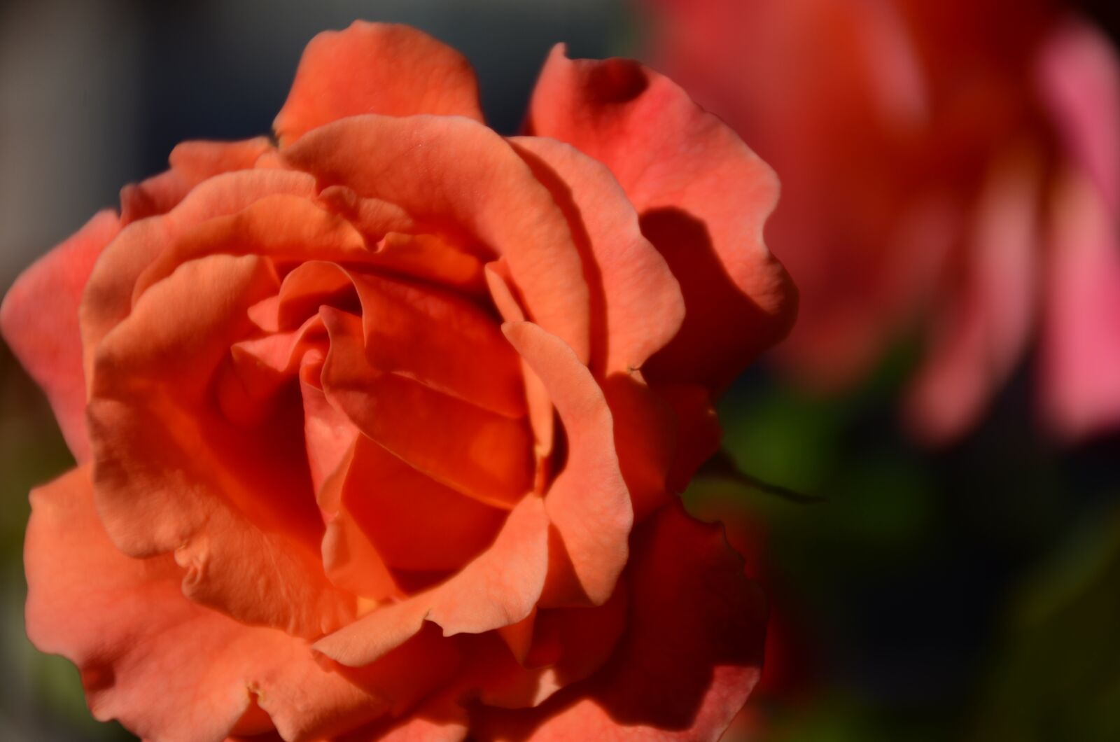 Nikon D7000 sample photo. Flower, nature, rose photography