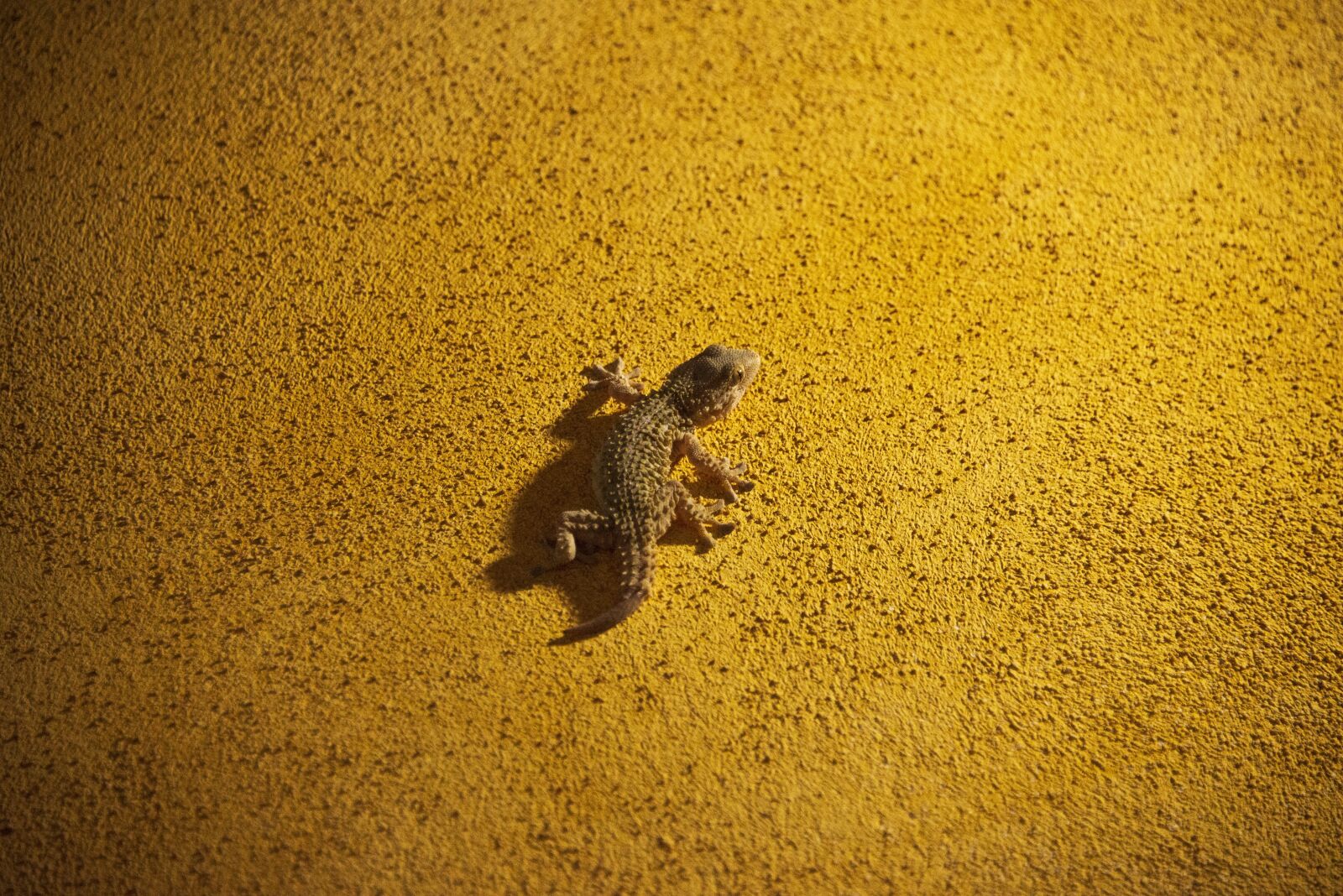 Nikon D600 sample photo. Animal, nature, reptile photography