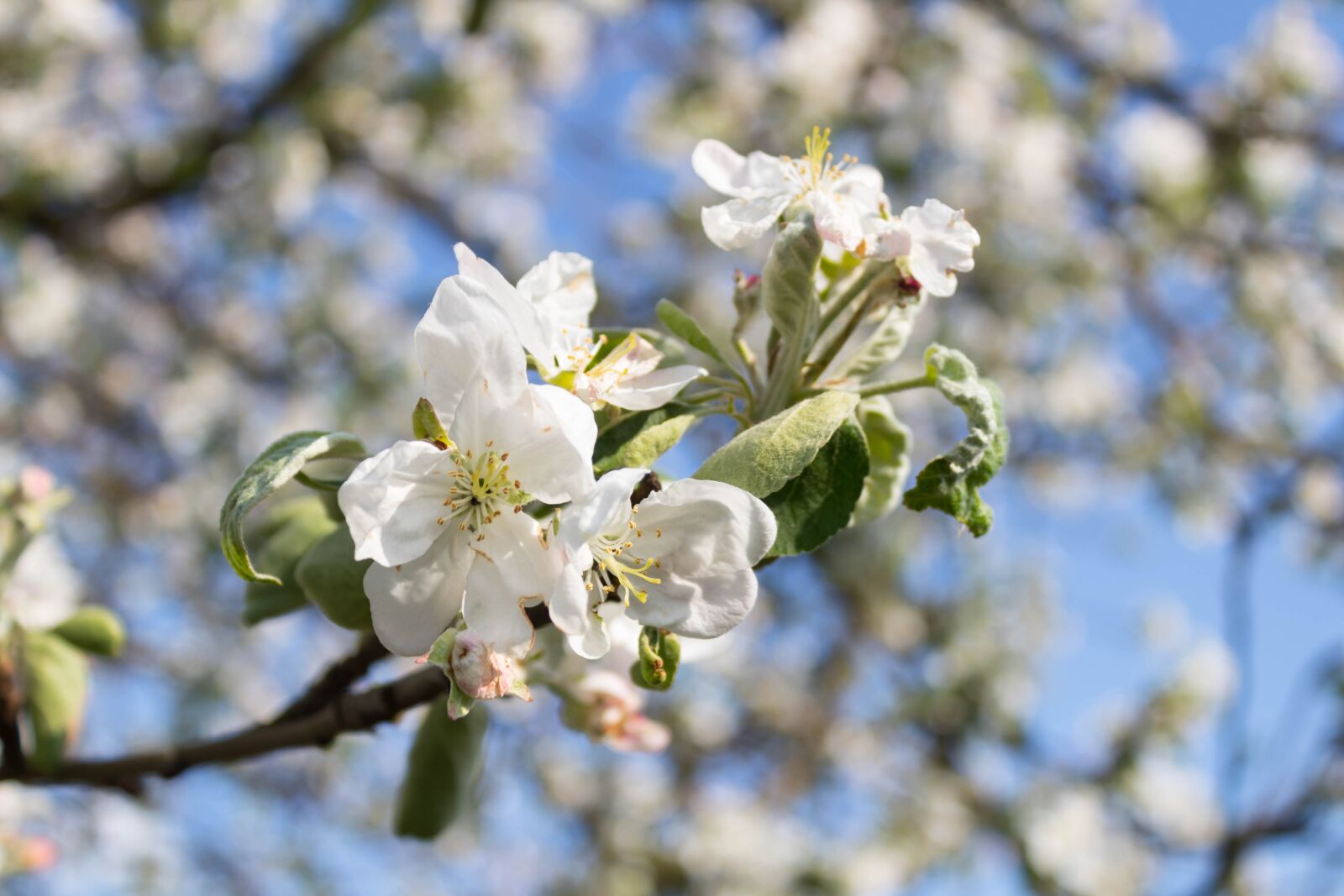 Canon EOS 1300D (EOS Rebel T6 / EOS Kiss X80) sample photo. Tree, flower, branch photography