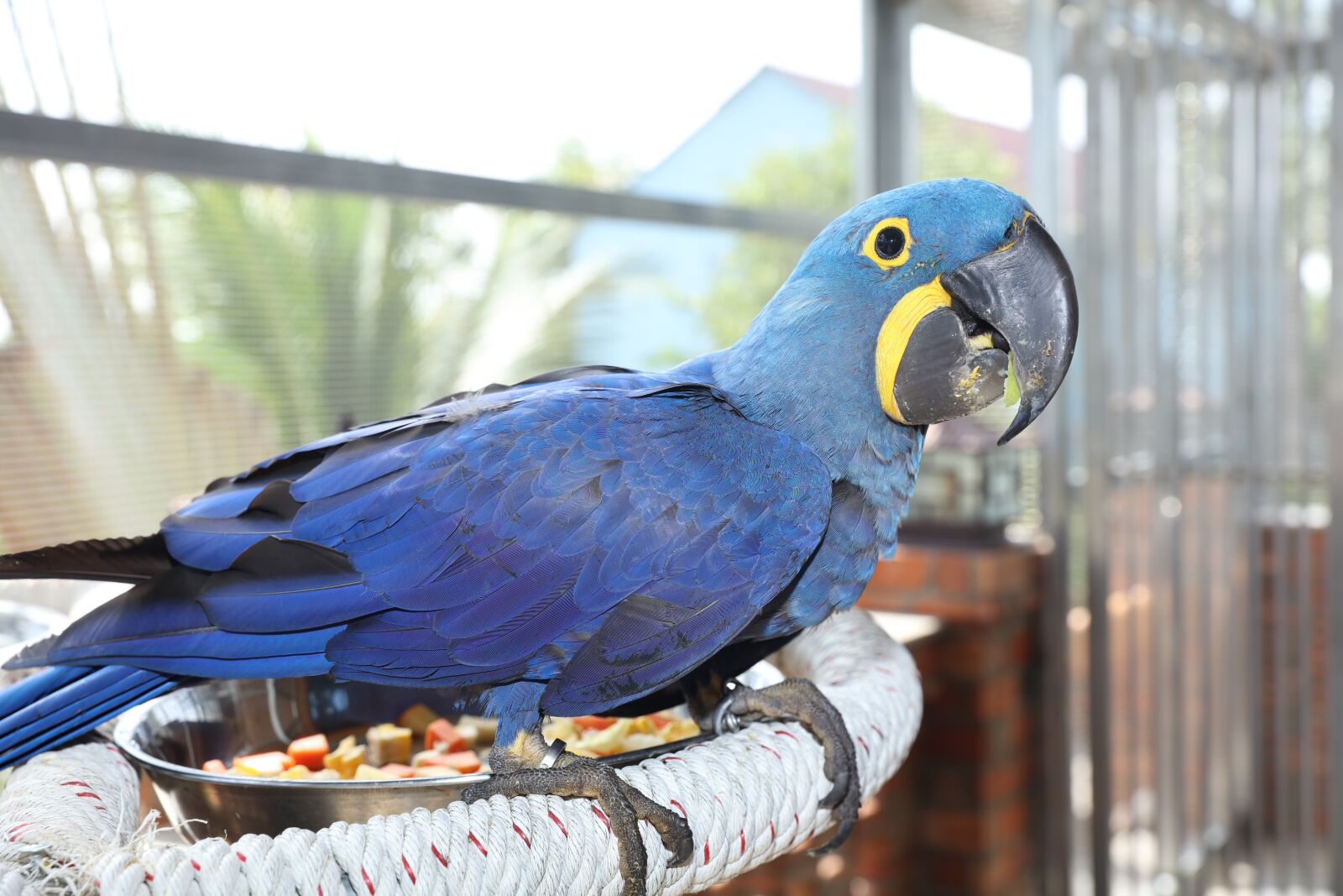 Canon EOS 5DS R sample photo. Rare blue macaw, macaw photography