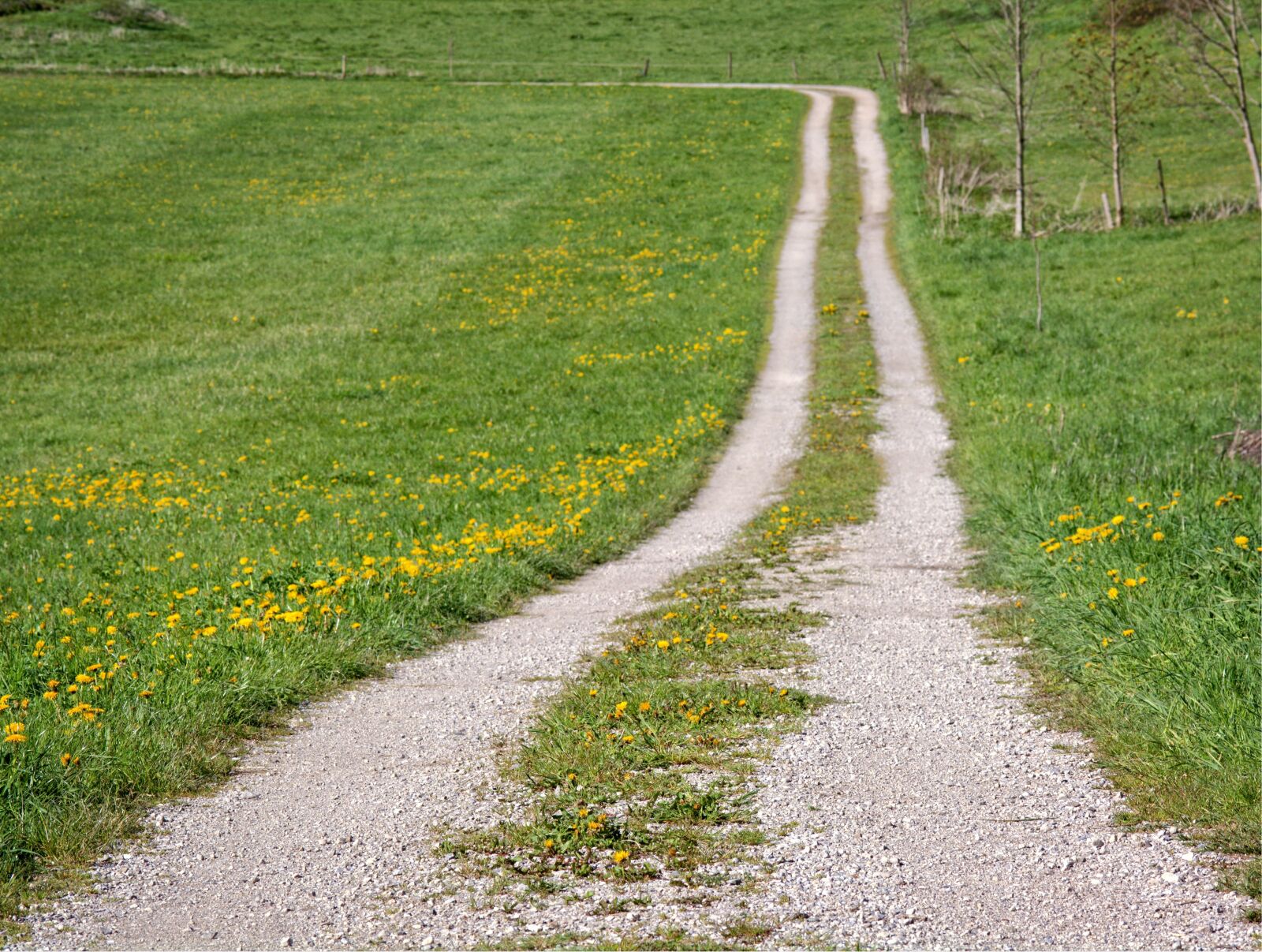 55.0-200.0mm f/4.0-f/5.6 sample photo. Away, lane, meadow photography