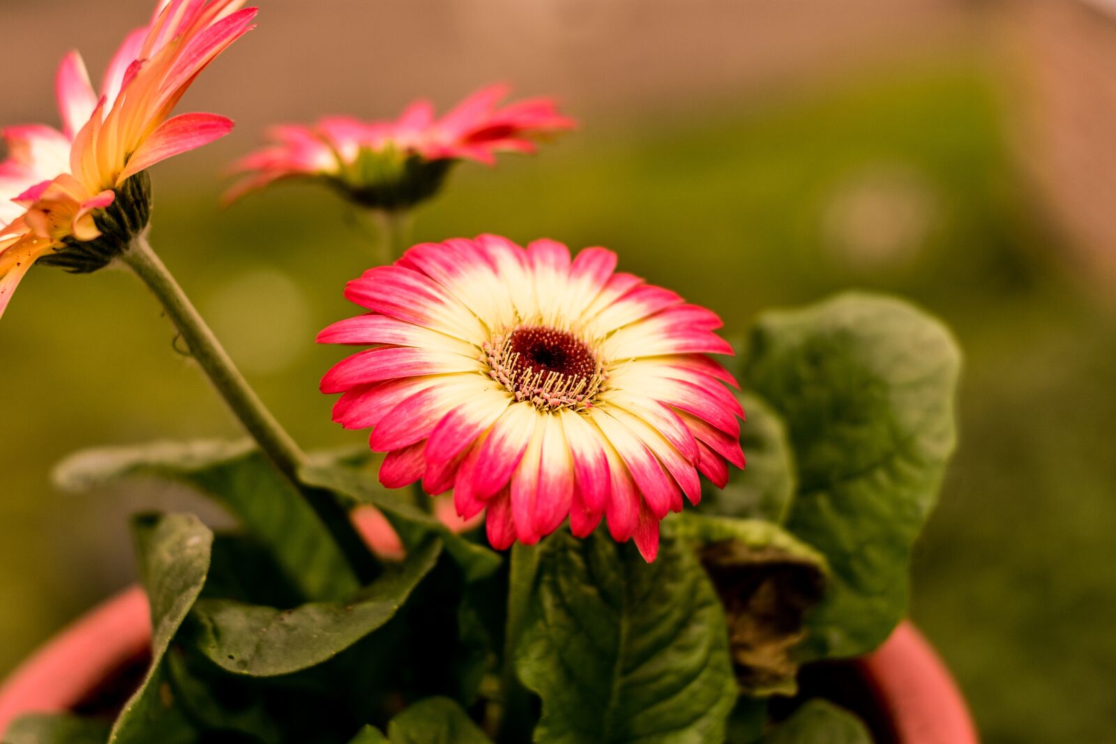 Nikon D3400 sample photo. Beautiful flower, beautiful g photography