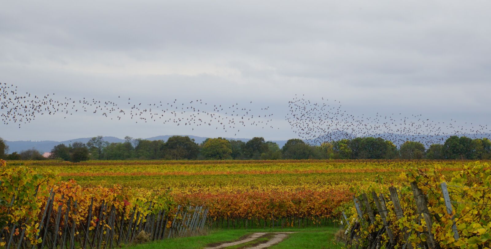 Sony E 18-200mm F3.5-6.3 OSS LE sample photo. Flock of birds, vineyard photography