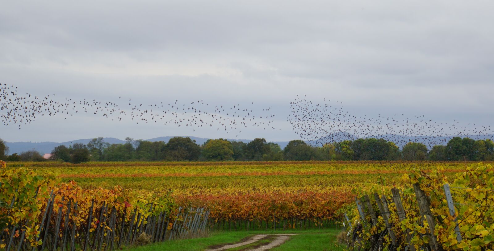 Sony a6000 + Sony E 18-200mm F3.5-6.3 OSS LE sample photo. Flock of birds, vineyard photography