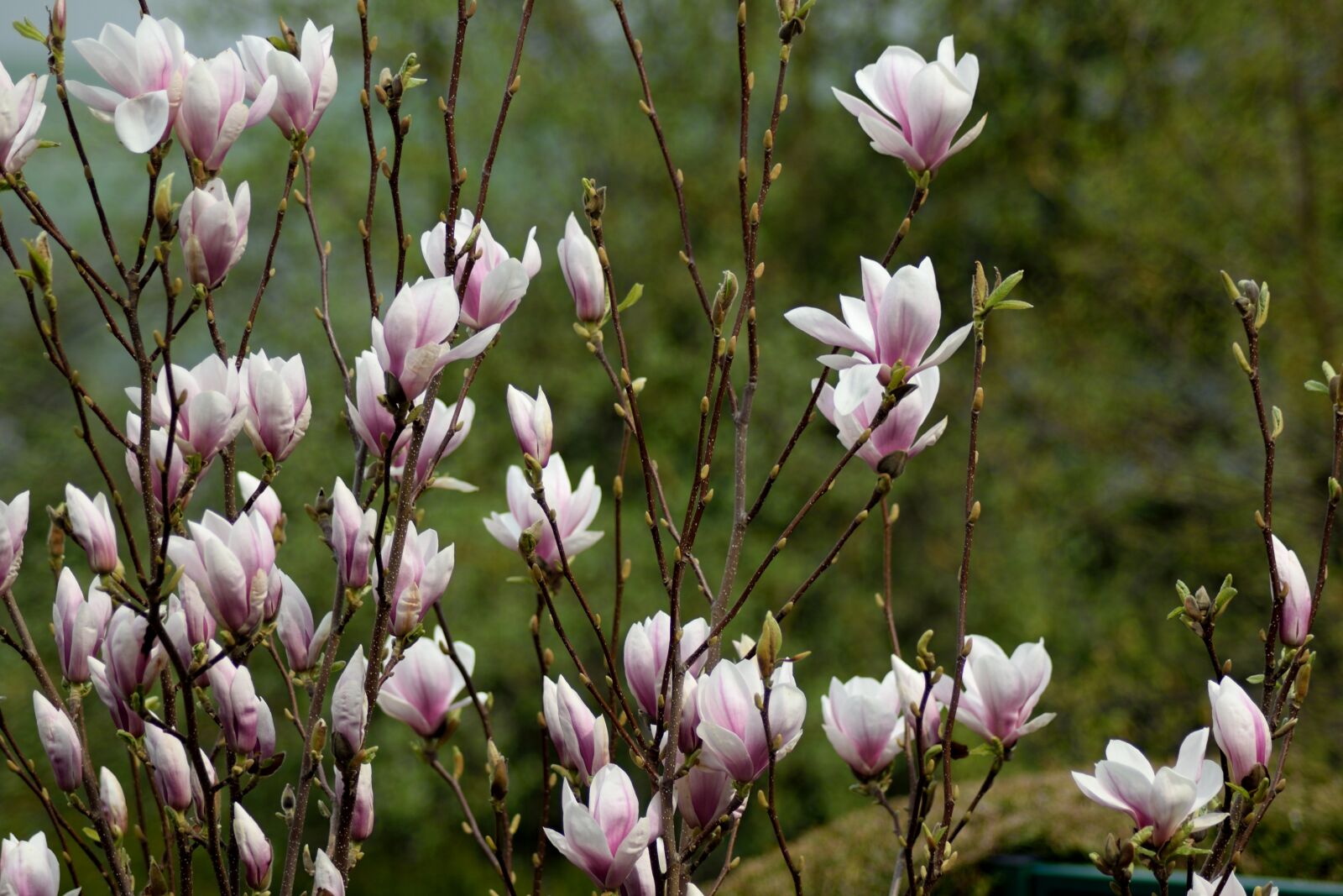Nikon D3300 sample photo. Magnolia, pink, flowers photography
