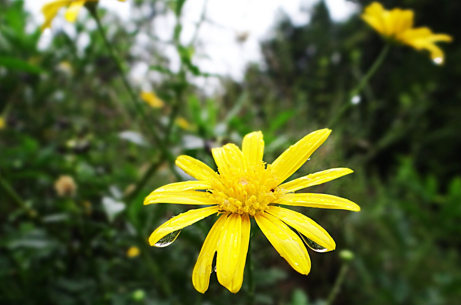 Sony DSC-HX200V sample photo. Flowers, yellow, green photography