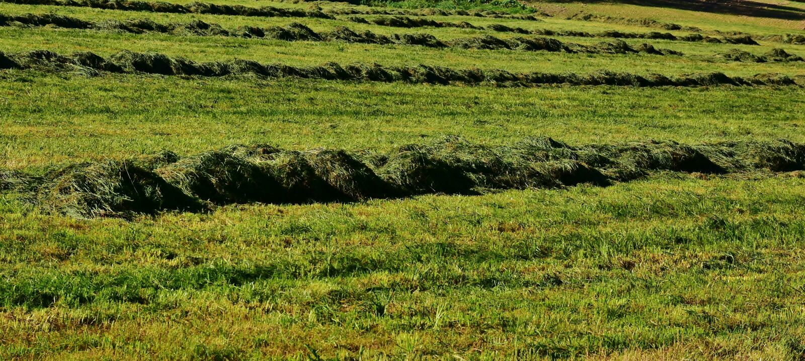 Nikon D7200 sample photo. Meadow, grass, mow photography