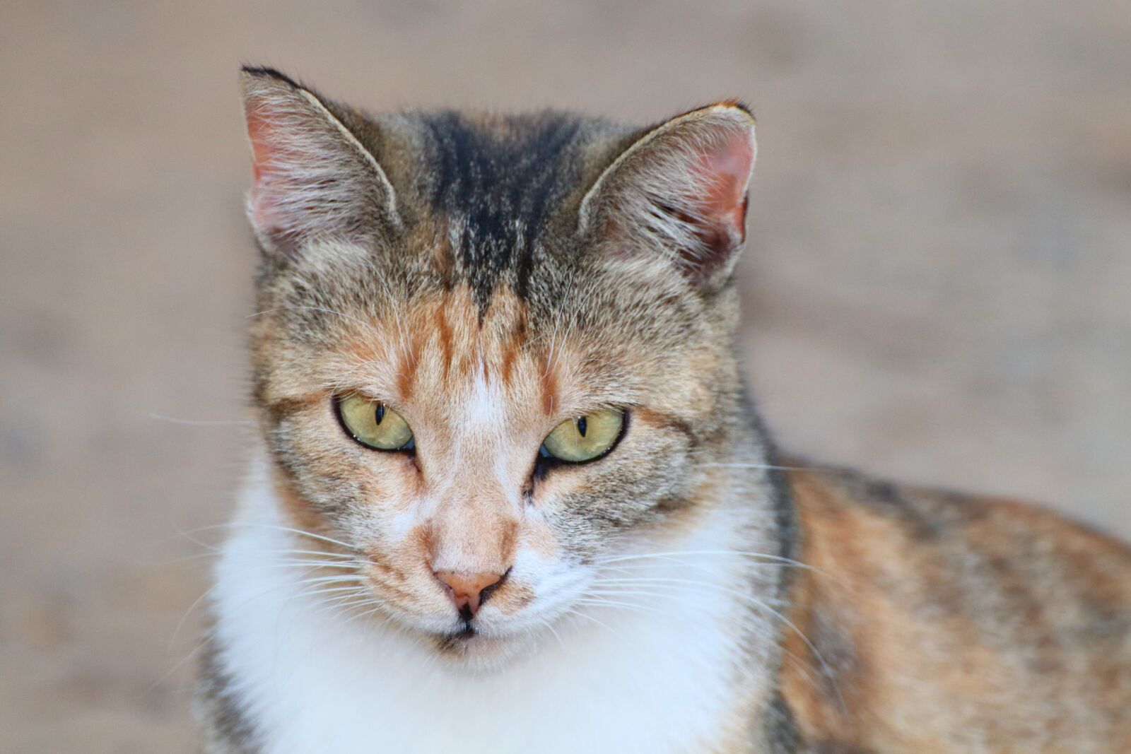 Canon EOS 200D (EOS Rebel SL2 / EOS Kiss X9) sample photo. Cat, animal, domestic cat photography