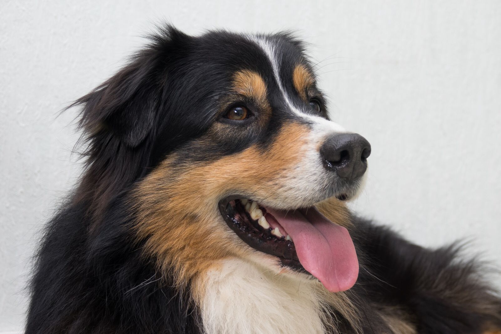 Sony Cyber-shot DSC-RX10 III sample photo. Dog, australian shepherd, cheerful photography