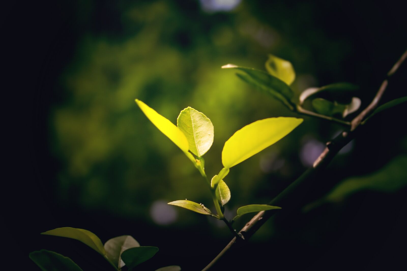 Canon EOS 700D (EOS Rebel T5i / EOS Kiss X7i) sample photo. Nature, green, leaf photography