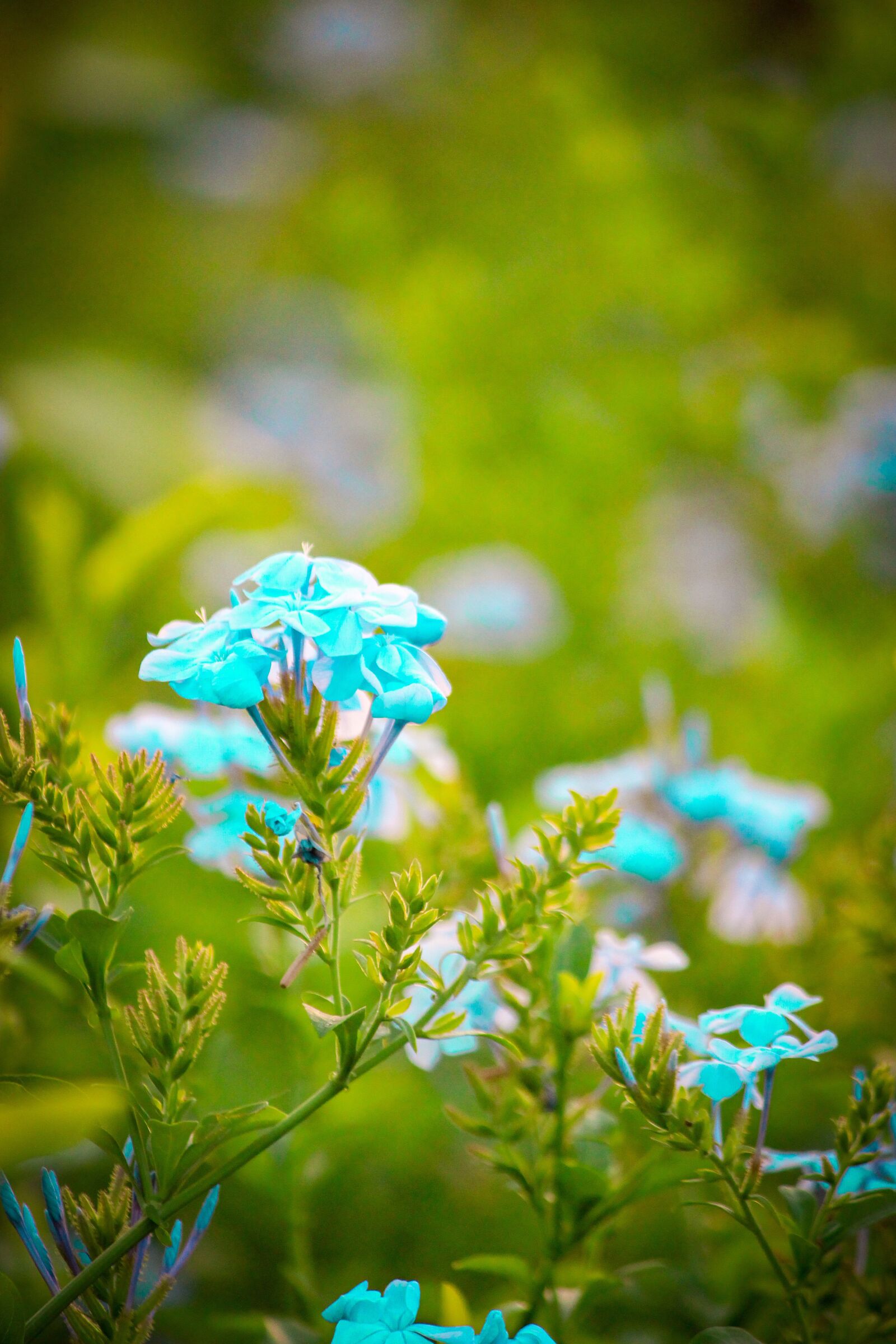 Canon EOS 700D (EOS Rebel T5i / EOS Kiss X7i) sample photo. Flowers, nature, rose photography