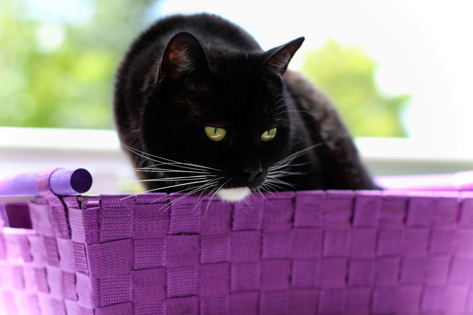 Canon EOS 600D (Rebel EOS T3i / EOS Kiss X5) sample photo. Cat, black, white photography