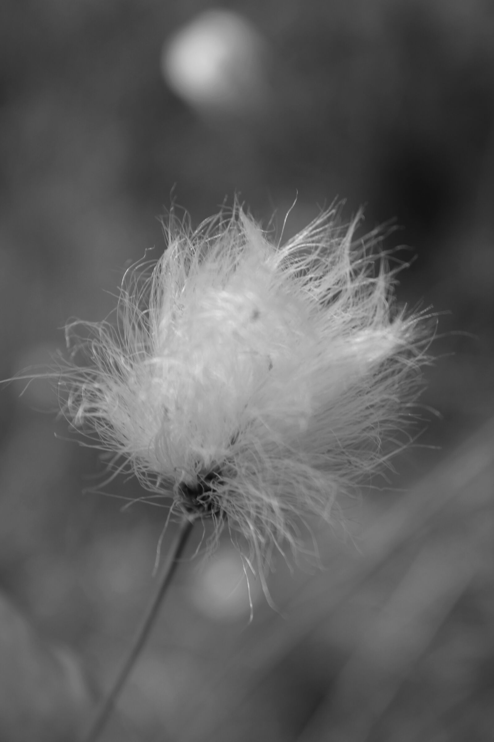 Canon EOS 550D (EOS Rebel T2i / EOS Kiss X4) sample photo. Cottongrass, nature, plant photography