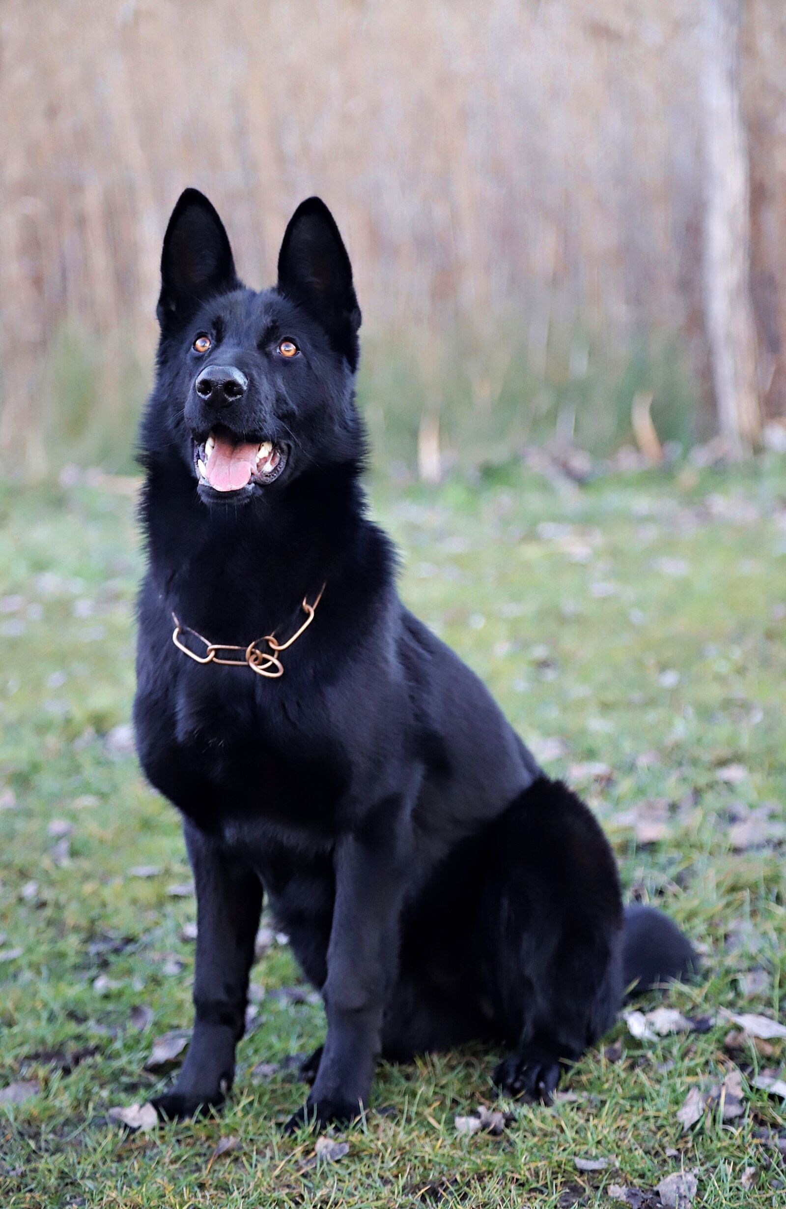 Canon EOS 6D Mark II sample photo. Black german shepherd, beauty photography