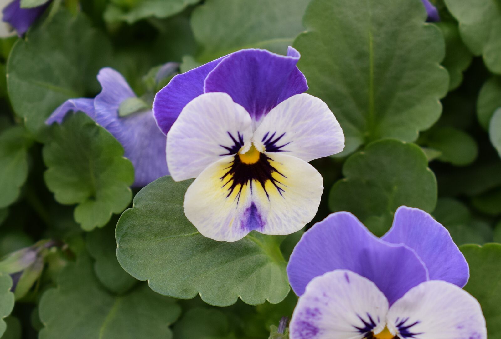 Nikon D3300 sample photo. Purple pansies, pansies, flower photography