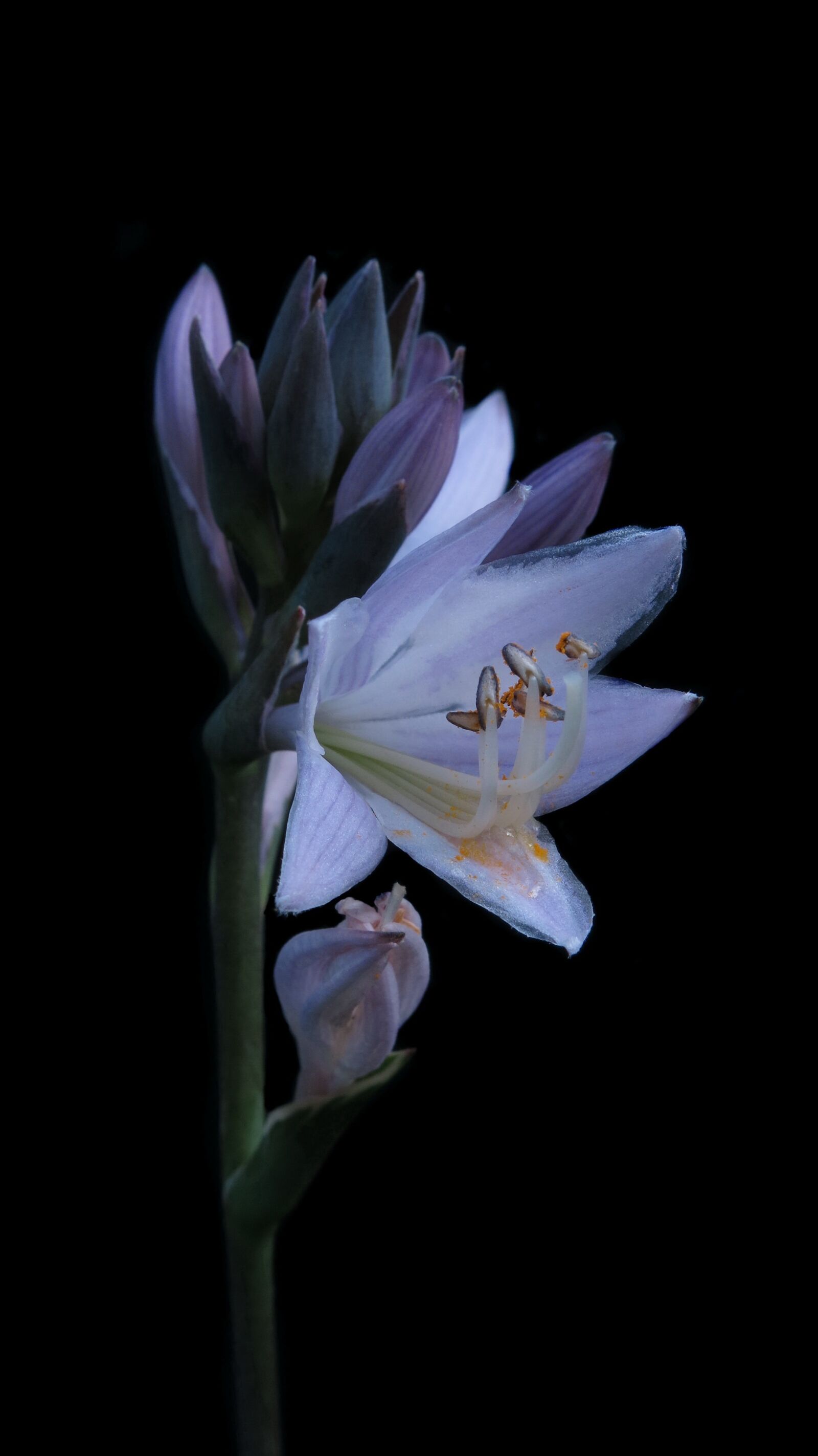 Canon PowerShot G15 sample photo. Hosta, plantain lily, close photography