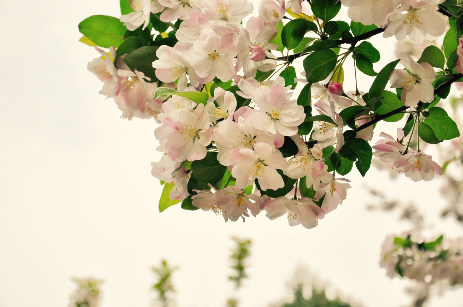 Nikon D90 sample photo. Begonia, spring, flower photography