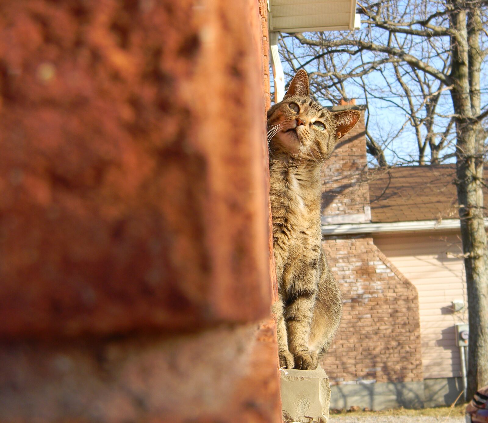 Nikon Coolpix L110 sample photo. Cat, perspective, cute photography