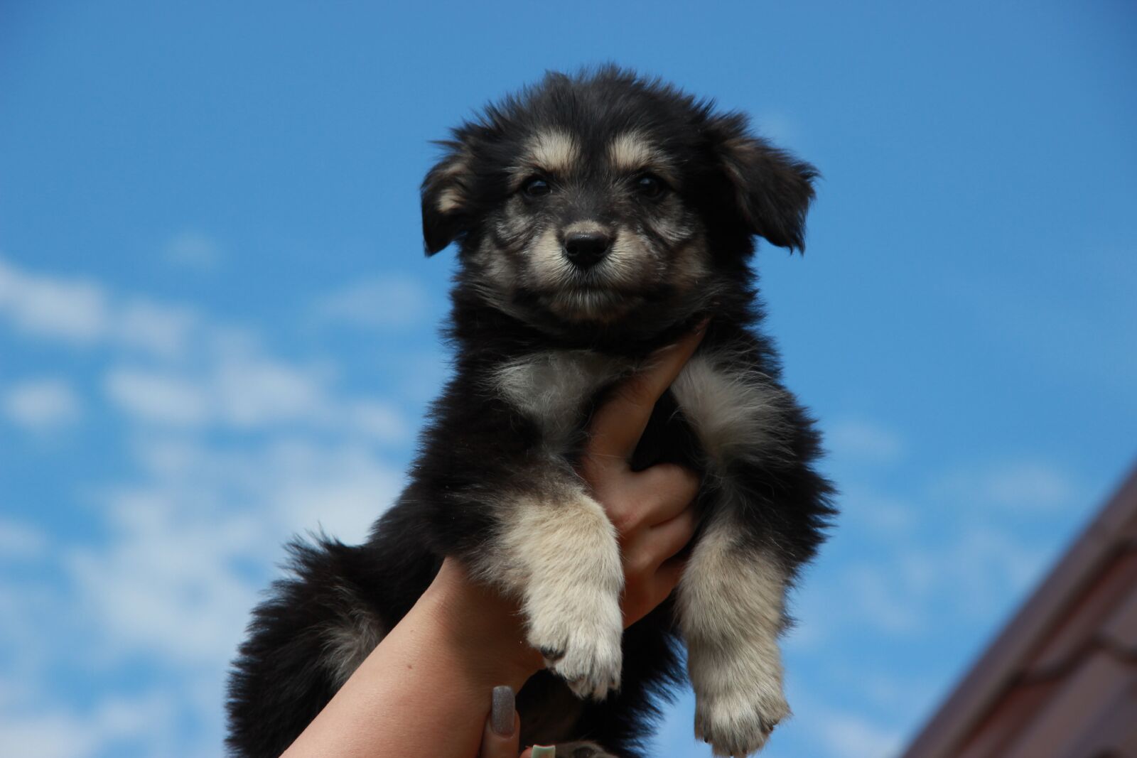 Canon EOS 600D (Rebel EOS T3i / EOS Kiss X5) sample photo. Dog, puppy, sky photography