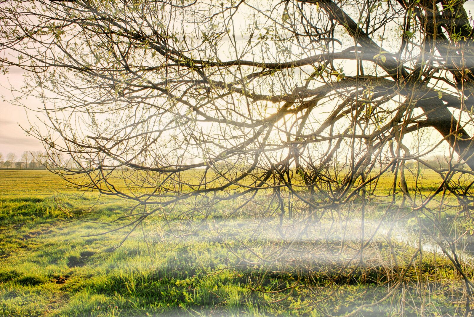 Sony Alpha DSLR-A100 sample photo. Spring, the fog, meadow photography
