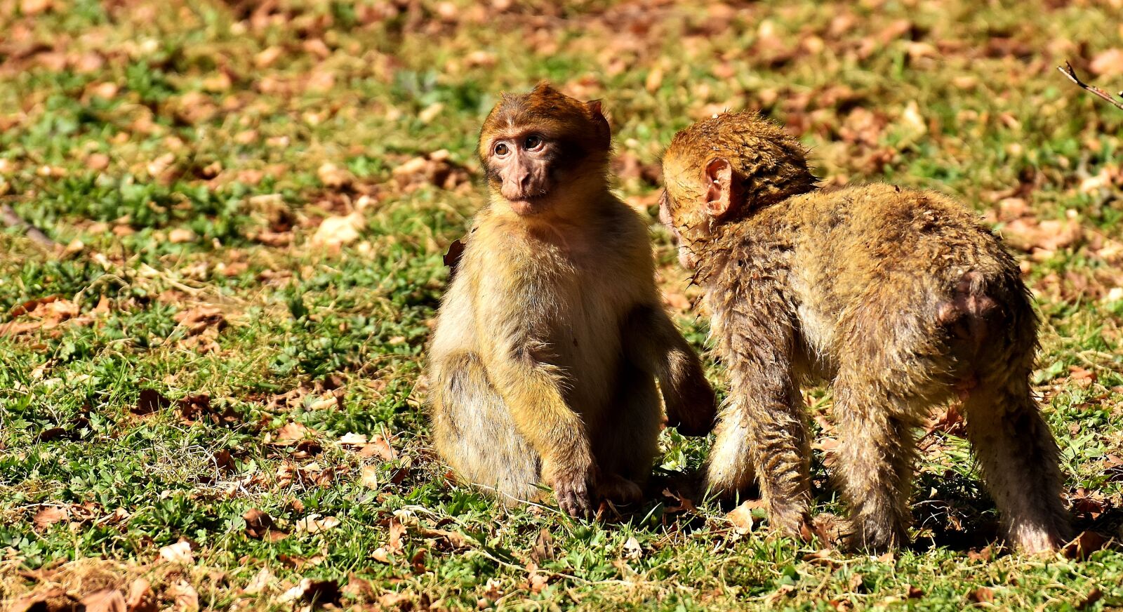 Nikon D7200 sample photo. Berber monkeys, play, cute photography