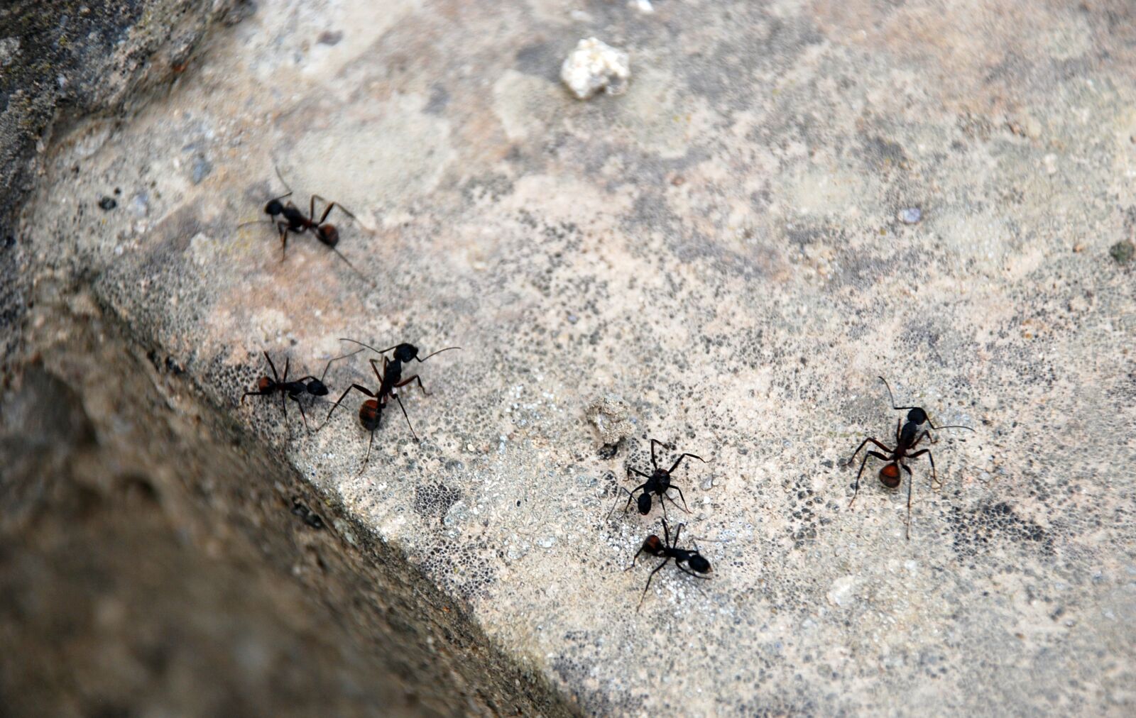 Nikon D40X sample photo. Ants, animals, stone photography