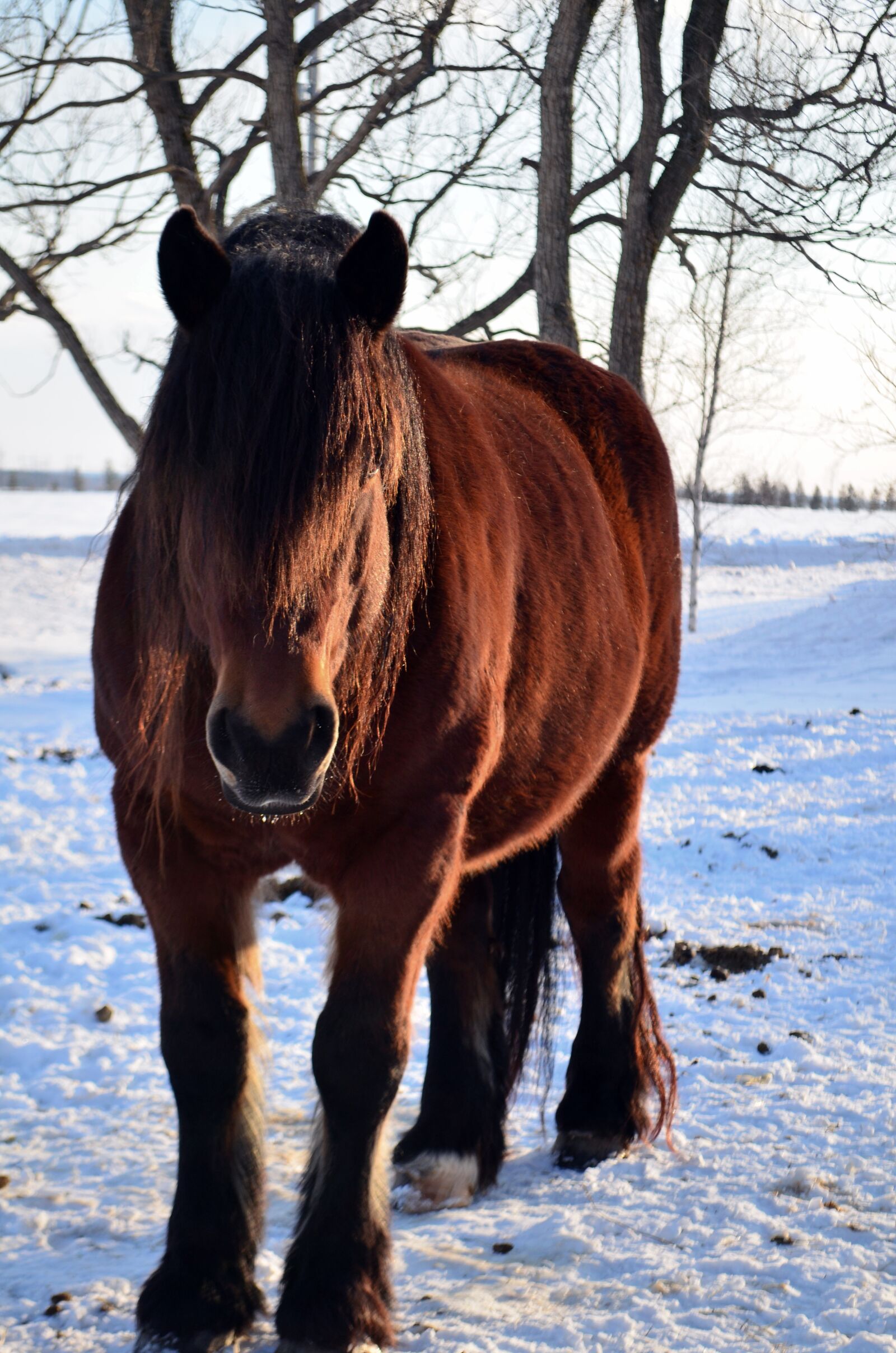 Nikon D5100 sample photo. Horse, winter, snow photography