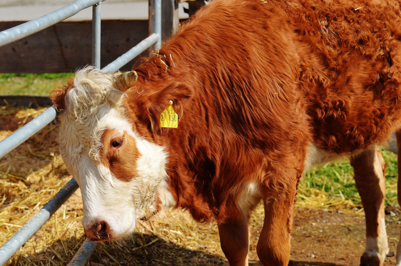 Nikon D3200 sample photo. Cow, animal rescue, hoofed photography