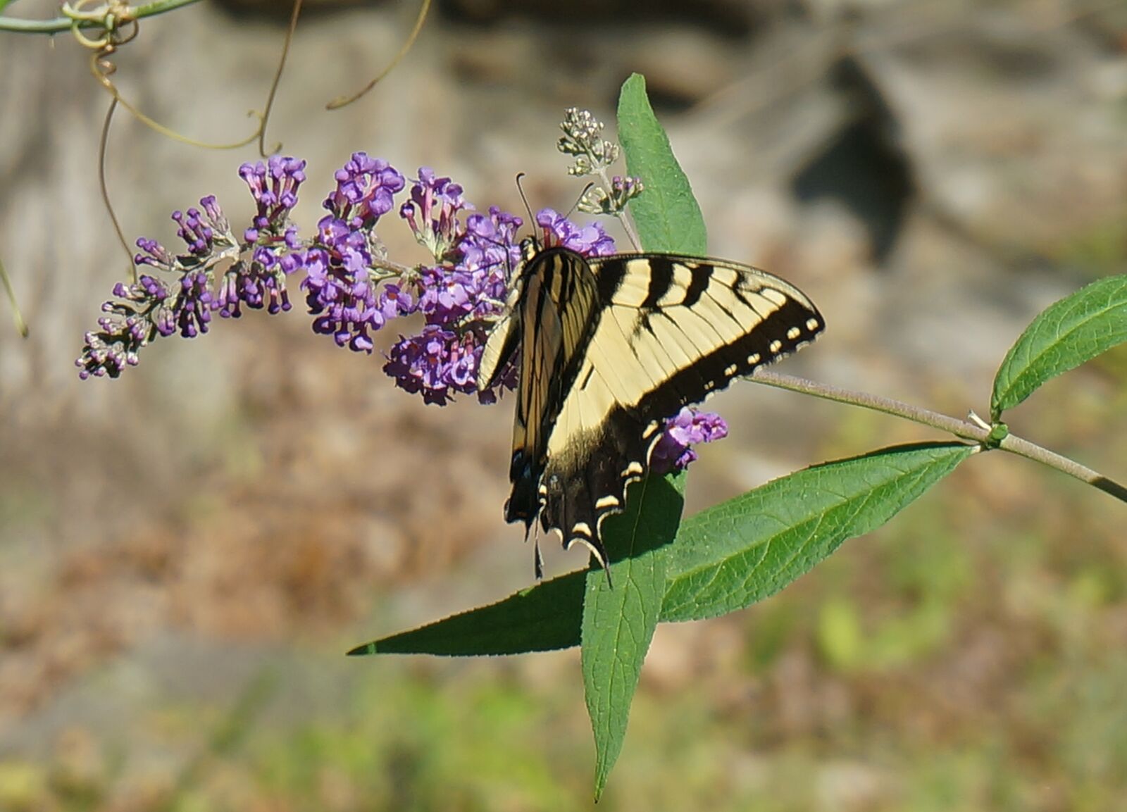 Sony Alpha NEX-5T sample photo. Tiger swallowtail, butterfly bush photography